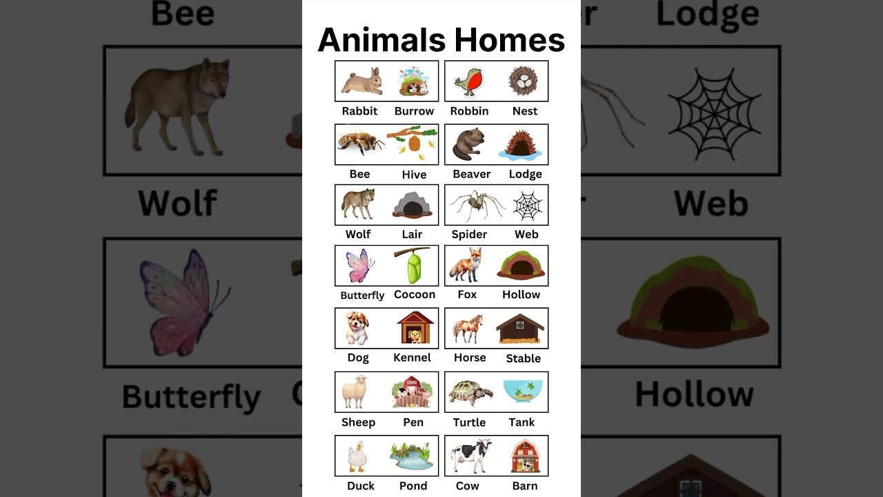 Animals homes 