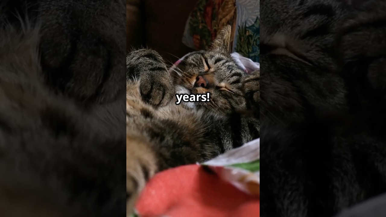 How Long Can Cats Remember You? 🐱 