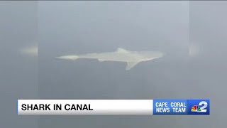 Shark spotted in Cape Coral canals