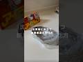 【災害時に役立つ新聞紙皿の作り方】　#shortvideo #ライフハック #断水 #新聞紙 #災害対策