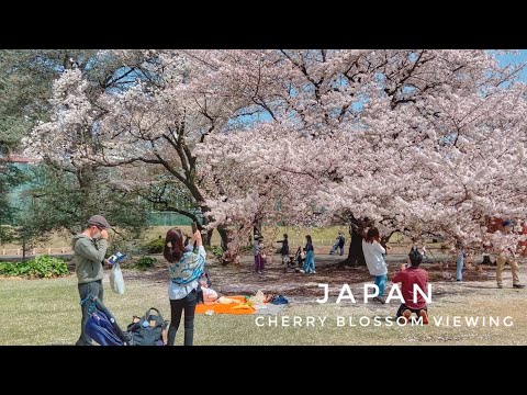 Shinjuku Gyoen National Garden | Cherry Blossom Viewing | Tokyo Japan
