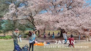 Shinjuku Gyoen National Garden | Cherry Blossom Viewing | Tokyo Japan