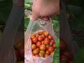 Огурцы и помидоры 🥒🍅прямо с грядки в Германии 🇩🇪
