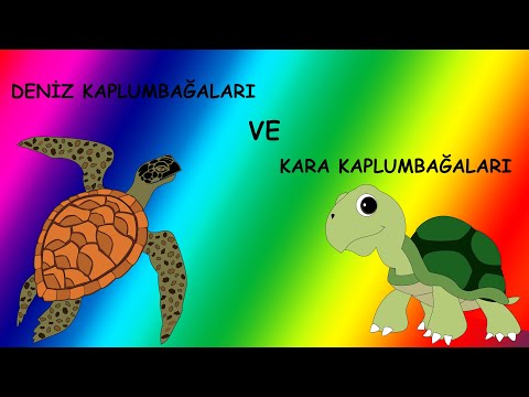 Kaplumbağalar | Kara kaplumbağaları ve Deniz kaplumbağaları