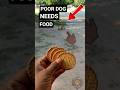 I will help you poor dog 🍞🐕 Stray dog was hungry #adoptstrays #rescuedog #dogfeeding