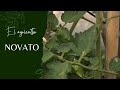 🌿 DIARIO del Agricultor Novato | PARTE 15: ¡PODANDO y SEMBRANDO LAVANDA para Insectos! 🐝 | 26 JULIO