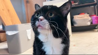 【猫】ずーっと何かを訴えていると思ったらまさかのアレだった