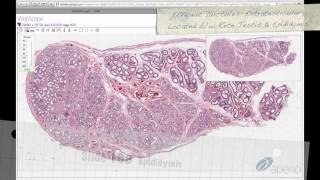 Histology Helper - Male Reproductive Histology