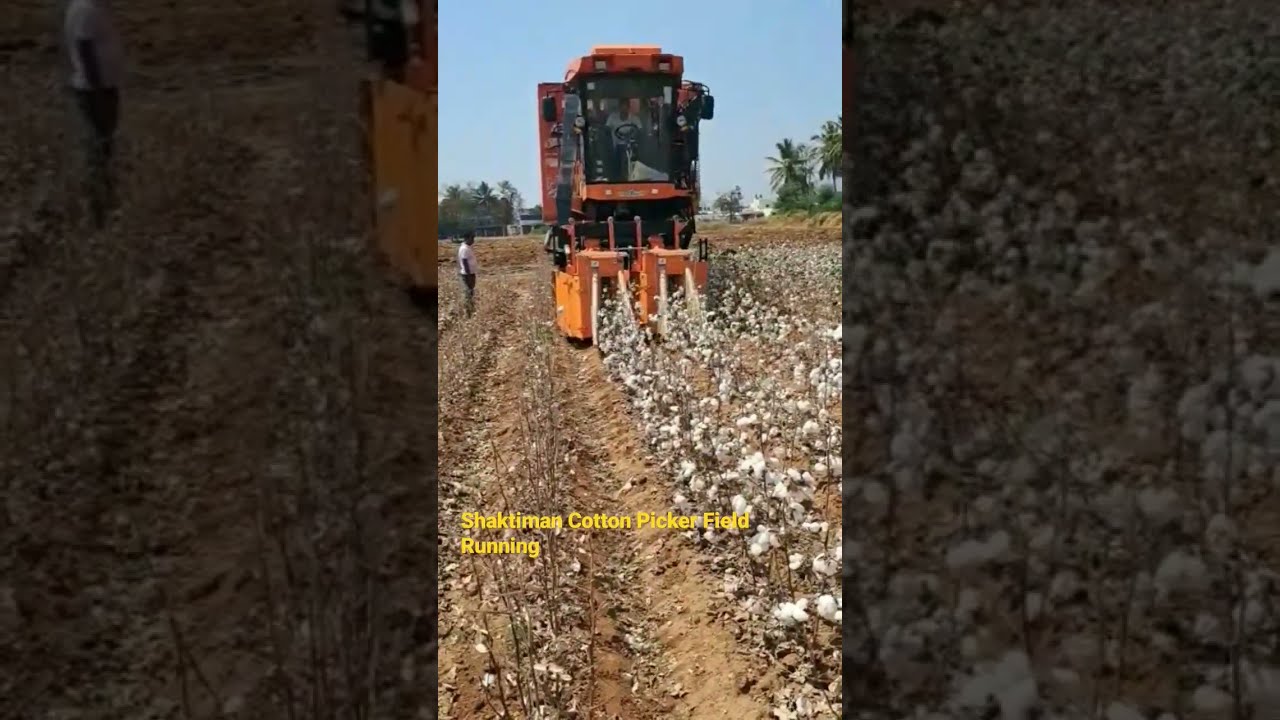 Cotton Picking in Field #shaktimaan #cotton #research #cottonfield
