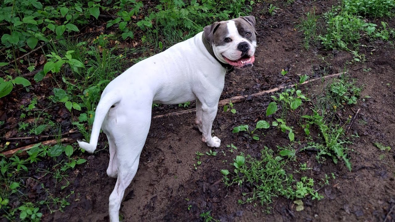 The BEST Way To ADVERTISE Your Dog Walking Business // Dog Walker Rambles