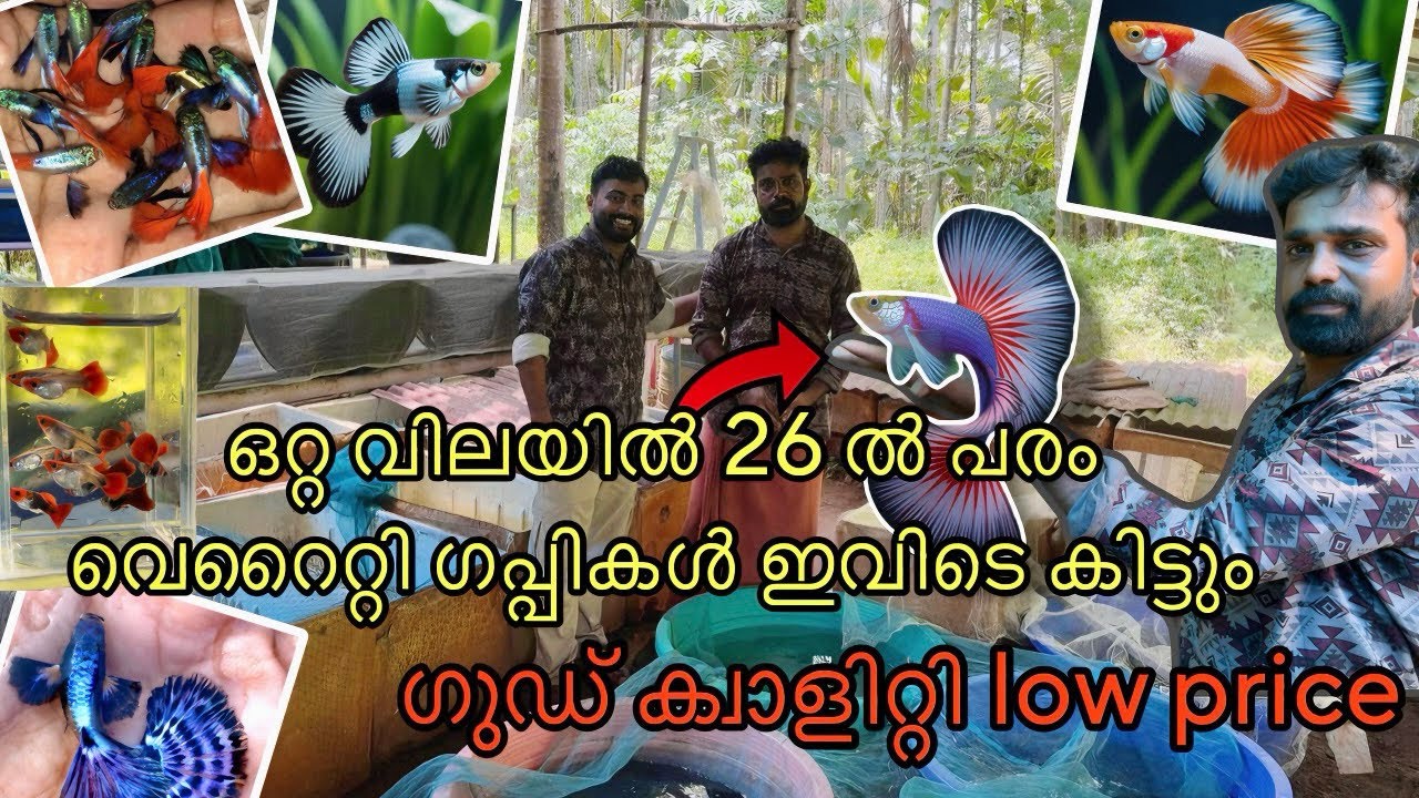 പ്രൈസ് ചോദിച്ചു ബുദ്ധിമുട്ടേണ്ട ഒറ്റ വിലയിൽ MS Guppy farm