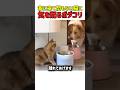 家に来て間もない猫に気を配るボーダーコリー　#いぬ #犬 #犬のいる生活 #犬好き #犬動画 #感動 #愛情 #猫 #ねこ #猫動画