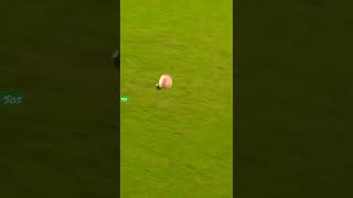 Exploding ball takes out manager ⚽️💥 #shorts
