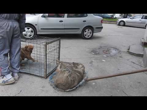 Video: Cum Să Prinzi Un Câine