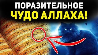 Великая тайна: почему Аллах создал кошек, которая поразит тебя! | Dawah медиа