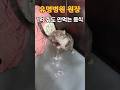 유명병원 원장 1억줘도 안먹는 음식 #금채힐링tv #나만없어고양이 #갖고싶다고양이 #챌린지 #고양이일상 #후추네 #행복이 #사랑이 #세냥이 #뚱냥이