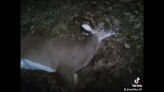 I shot my first deer this evening a little six pointer