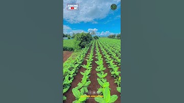 Banana Farming Process