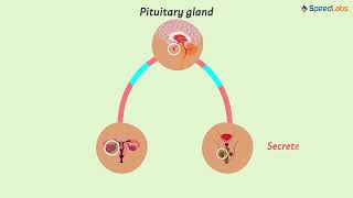 Class-8-Science-Ch-18-Reaching the Age of Adolescence-Topic-Role of Hormones in ReproductiveFunction