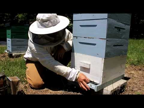 How to treat honey bees for Varroa Mites with Mite Away Quick Strips (MAQS)