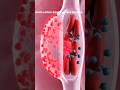 Alveoli Animation #animation #human #insight #shortsfeed #alveoli #shorts
