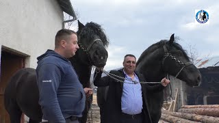 Makedonci u Driniću kod Ducelje za Cigu i Maksa ponudili vreću para -