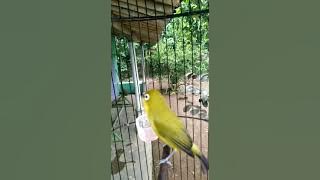 Burung pleci dakbal gacor materi mewah bikin pleci anda cepat buka paruh