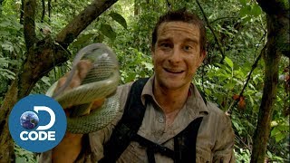 Bear Grylls in Borneo Jungle | Man vs Wild (4/6)