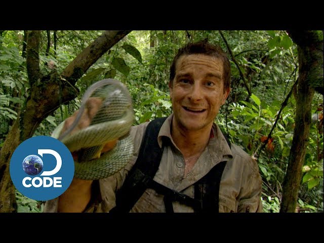 Bear Grylls in Borneo Jungle | Man vs Wild (4/6) class=