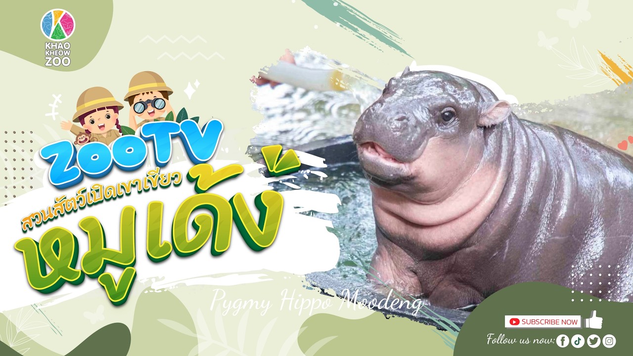 🔴 Live! Moo Deng | 7-3-2026 , 12:00 | Zoo TV สวนสัตว์เปิดเขาเขียว