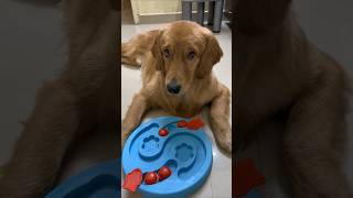 Kado's brain in ACTION😉 #goldenretriever #heyitskado_woofs @YouTube @heyitskado_woofs
