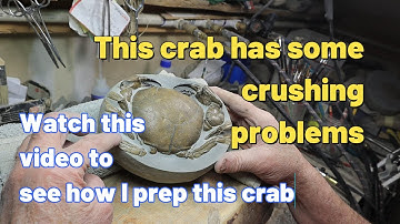 The Mom Crab -Part 2 of 3- Get a Load of These Pustuals!!!