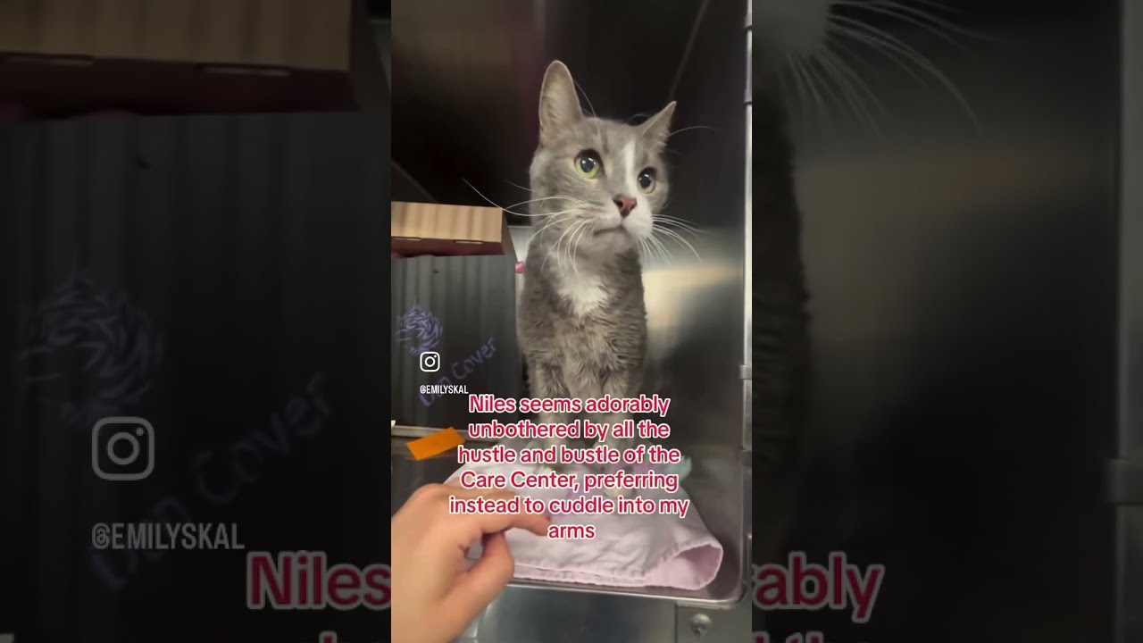 Niles 201848