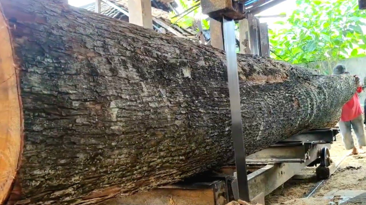 «Невероятно: самое большое и длинное бревно из красного дерева в истории» (на лесопилке)