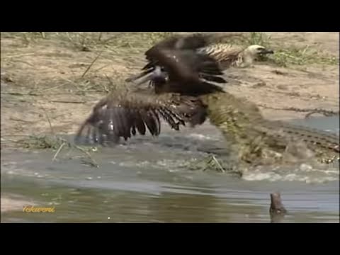 Crocodile Strikes! Vulture’s Bath Turns Into a Deadly Trap