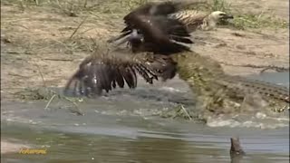 Vultureโs Bath Turns Deadly in a Flash โ Crocodile Strikes!