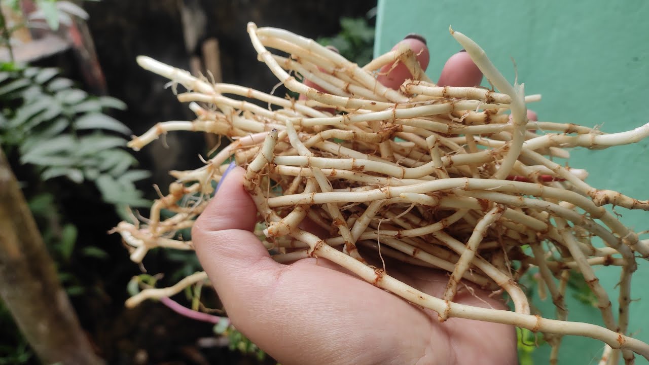 Bru chamung Khaukhling awaing truh|| Mathoi yarung,Thaiphloh lausi|| Bru food Northeast Tripura ||