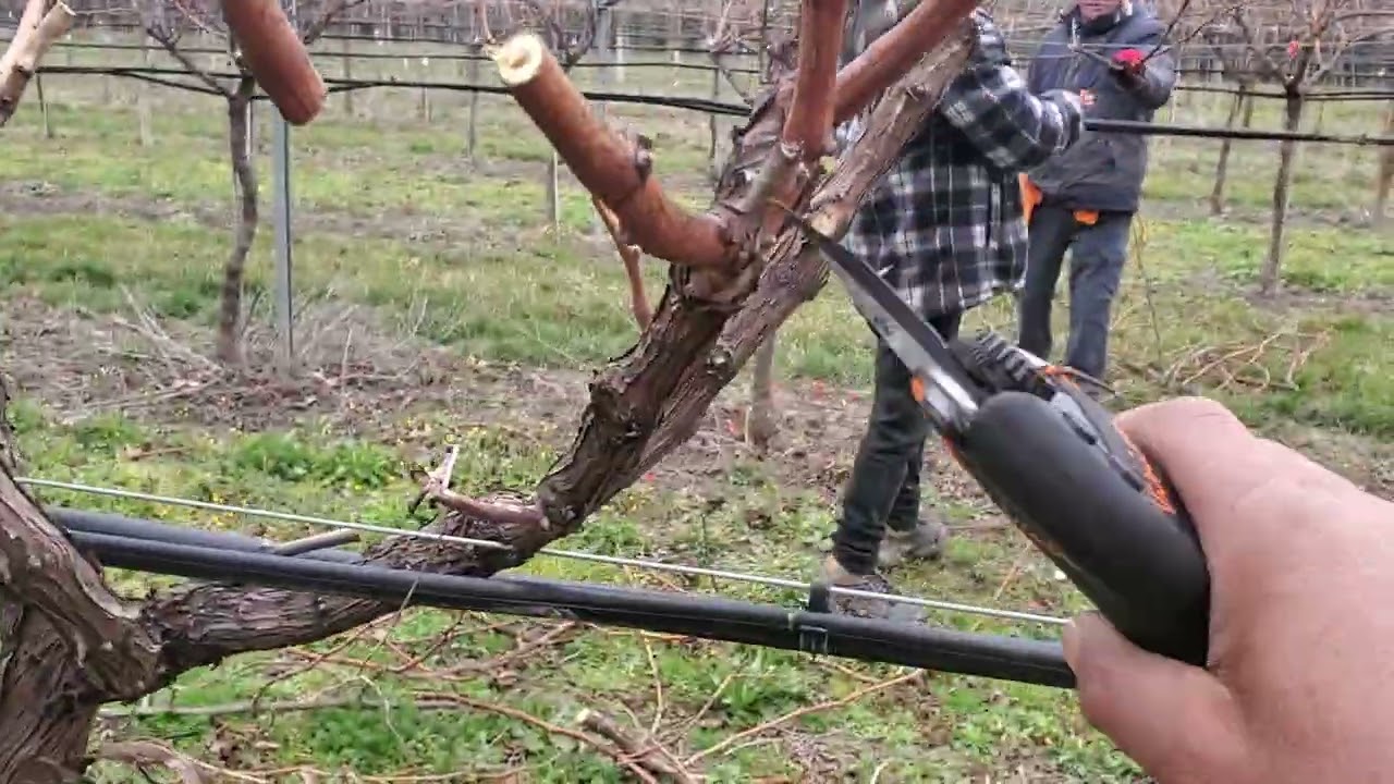 لأول مرة غادي نوريكم زبير ديال الدالية نوع