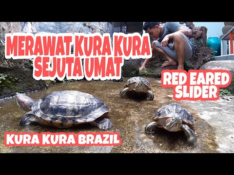 Video: Bagaimana cara kawin slider bertelinga merah?