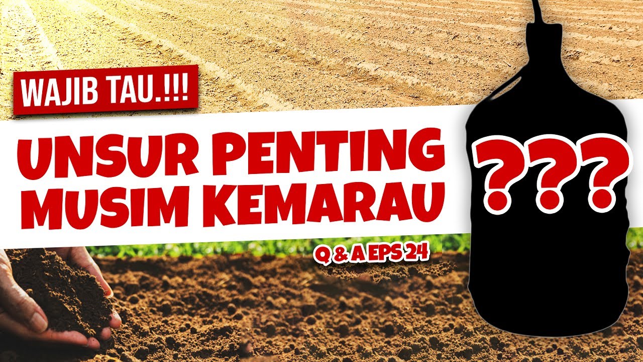 UNSUR PENTING AGAR TANAMAN TIDAK LAYU SAAT KEMARAU - Penunjang Kesuburan | Q&A Eps 24