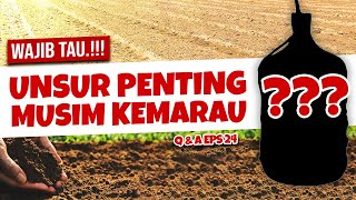 Download Lagu UNSUR PENTING AGAR TANAMAN TIDAK LAYU SAAT KEMARAU - Penunjang Kesuburan | Q&A Eps 24