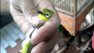 Tips for buying a male pleci auri from ombyokers & price updates for March 2023