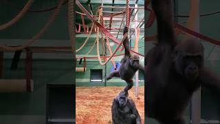 Naughty Young Gorilla Annoys His Auntie! #Gorilla #Play