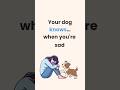 How do dogs KNOW when you're sad? 🐶 #Shorts