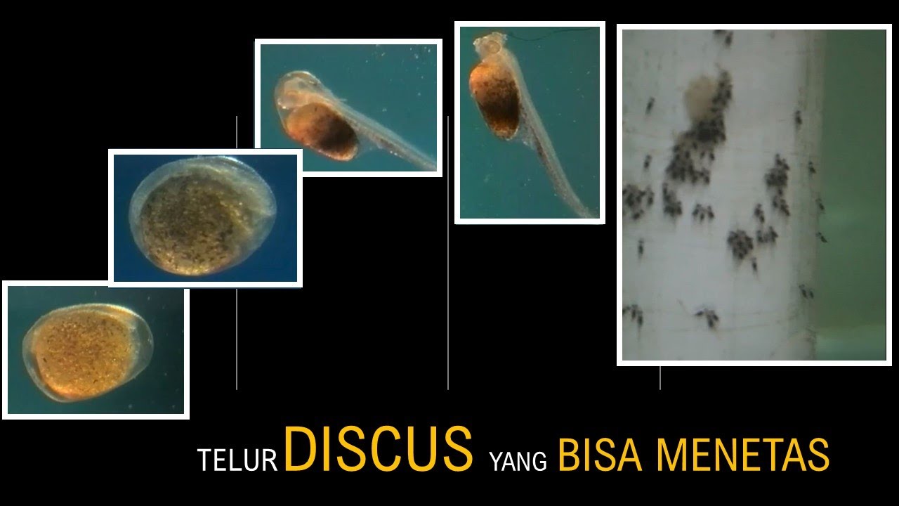 Rahasia Telur Discus