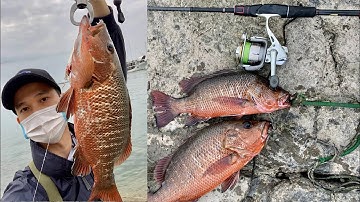 Lure cá biển - Gặp cá hồng miêu bên bờ vịnh.