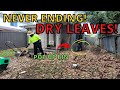 How we used Stihl blower and bagged the dry leaves using pop up bins - VLOG3