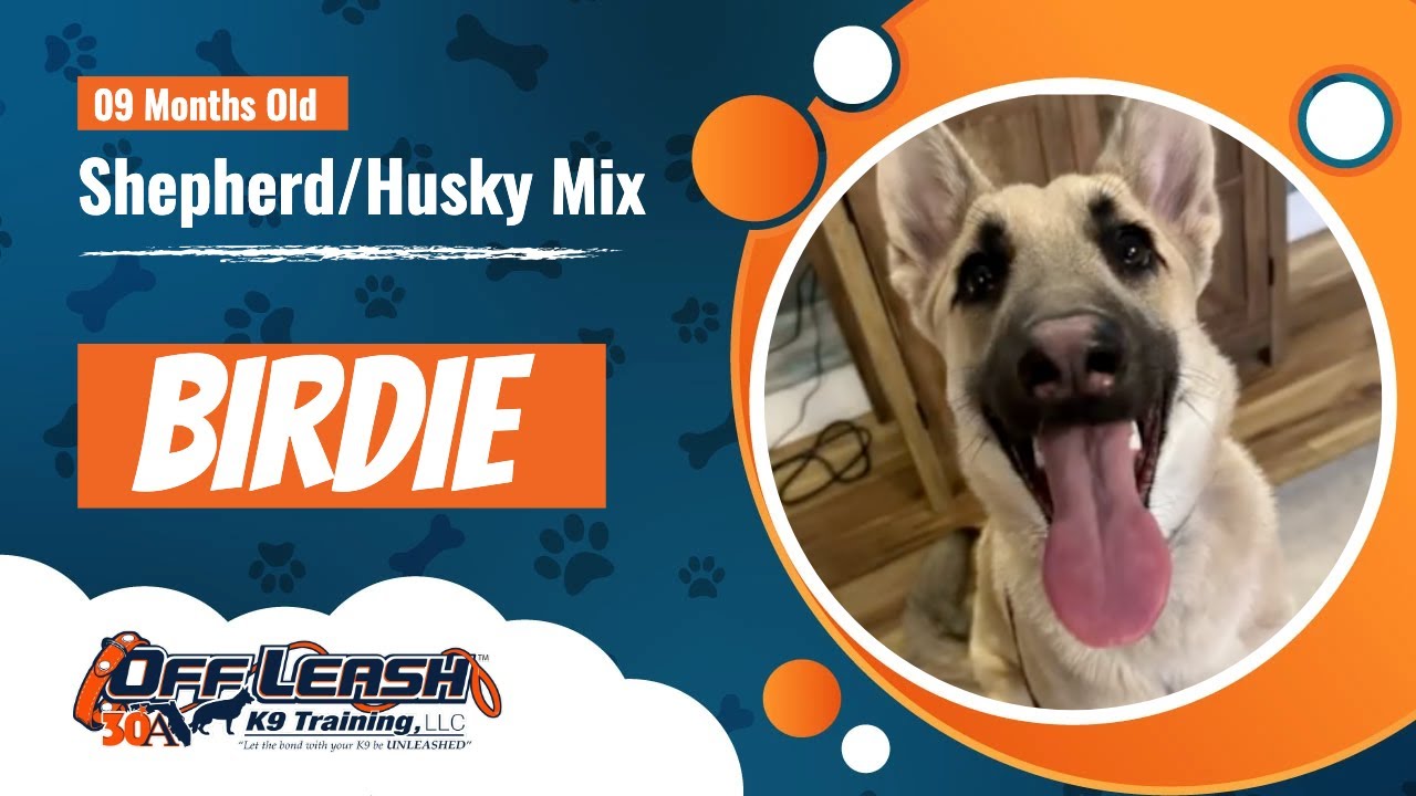 Shepherd/Husky Mix, 9 m/o, Birdie | Best High Energy Training | Off Leash K9 Training