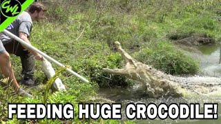 FEEDING GIANT WHITE CROCODILE!!!