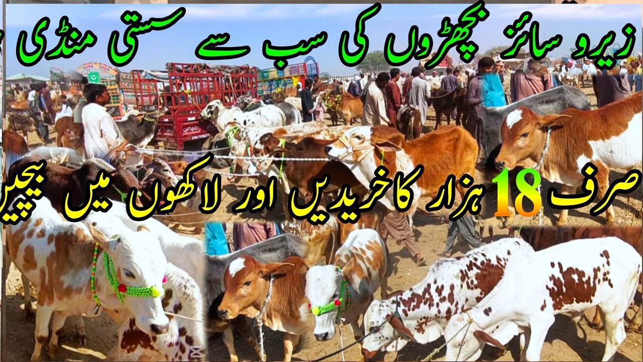 ZERO SIZE CHOLISTANI SAHIWAL ABLOCK CLAVES PRICE IN PAKISTAN || Luddan Cattle Market